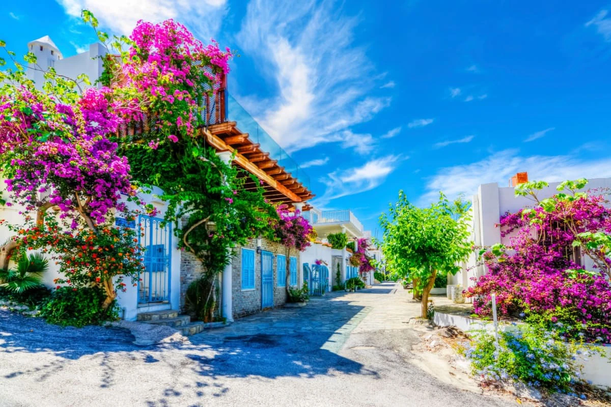 strada din Bodrum cu pomi ce au flori mov ce contrasteaza cu albastrul cerului
